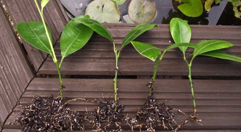 How to grow a tangerine tree at home: care rules
