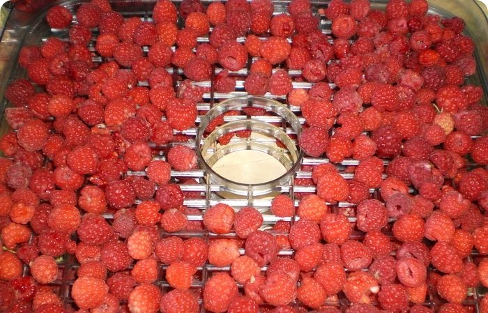 How to dry raspberry berries and leaves at home