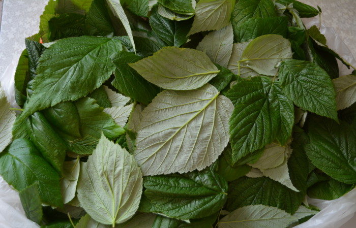 How to dry raspberry berries and leaves at home