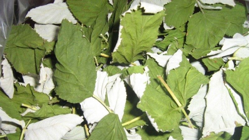 How to dry raspberry berries and leaves at home