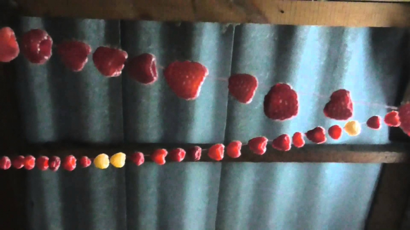 How to dry raspberry berries and leaves at home