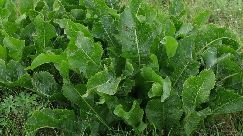 What are the varieties of horseradish and how to choose the best