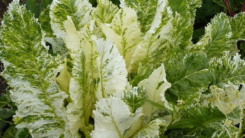 What are the varieties of horseradish and how to choose the best