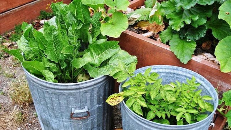 What are the varieties of horseradish and how to choose the best