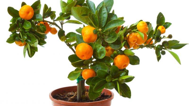 What soil is suitable for tangerine at home