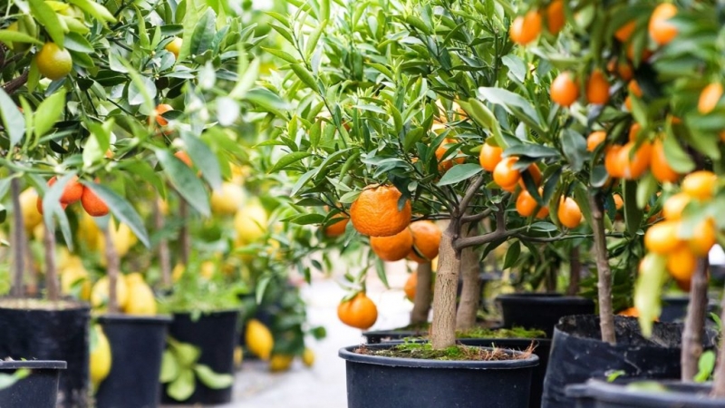 What soil is suitable for tangerine at home
