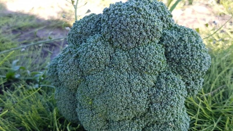High-yielding late ripening hybrid of broccoli cabbage Parthenon f1
