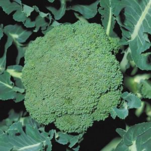 High-yielding late ripening hybrid of broccoli cabbage Parthenon f1