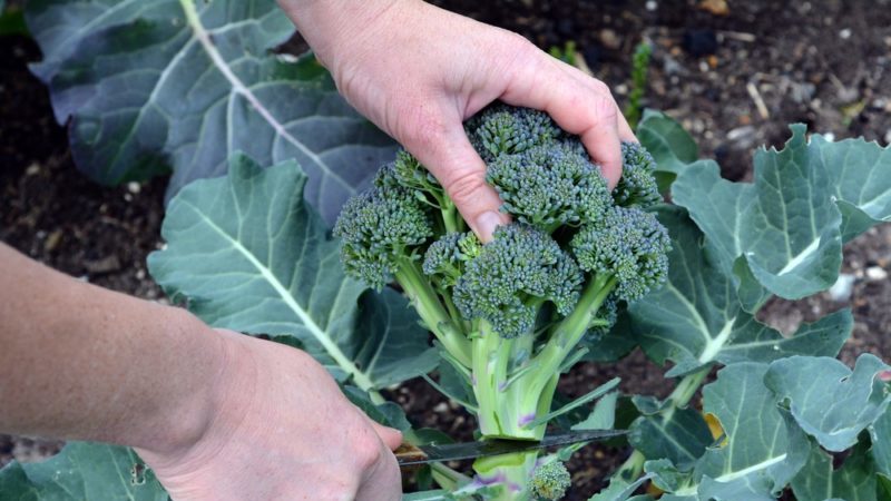 Features of cultivation and description of the variety of broccoli cabbage Tonus