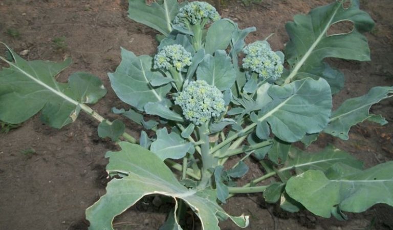 Growing and caring for broccoli cabbage outdoors in Siberia