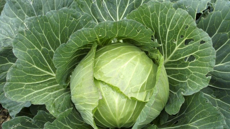 An early ripe hybrid of Etma f1 cabbage with excellent taste
