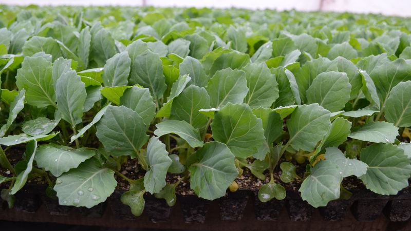 An early ripe hybrid of Etma f1 cabbage with excellent taste
