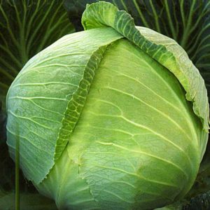 An early ripe hybrid of Krautkaiser F1 cabbage, suitable for long-term storage