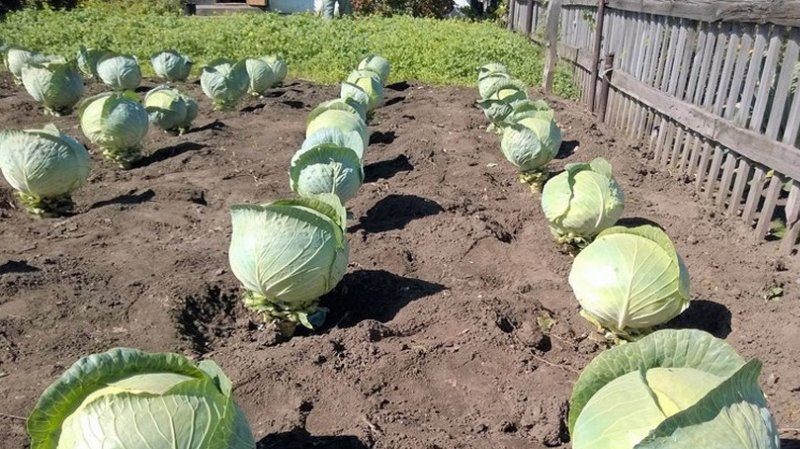 An early ripe hybrid of Krautkaiser F1 cabbage, suitable for long-term storage