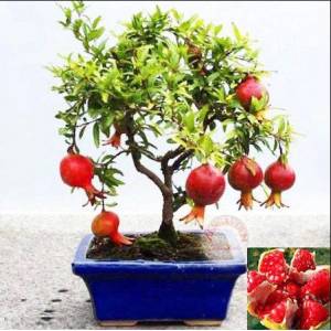 How to grow indoor pomegranate bonsai