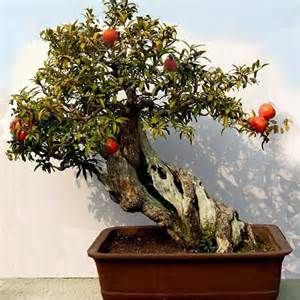 How to grow indoor pomegranate bonsai