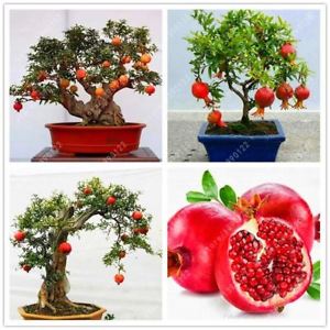 How to grow indoor pomegranate: care features