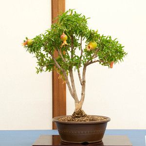 How to grow indoor pomegranate bonsai
