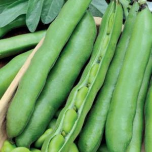 Varieties and varieties of beans: horse (garden), decorative, large-fruited vegetables, fodder