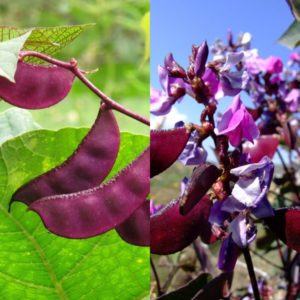 Varieties and varieties of beans: horse (garden), decorative, large-fruited vegetables, fodder