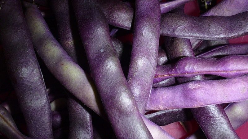 Varieties and varieties of beans: horse (garden), decorative, large-fruited vegetables, fodder