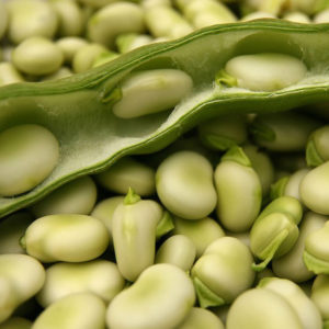 Varieties and varieties of beans: horse (garden), decorative, large-fruited vegetables, fodder