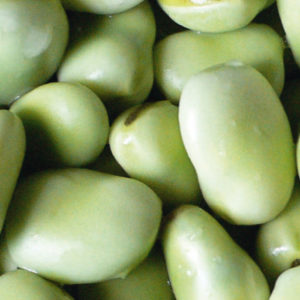 Varieties and varieties of beans: horse (garden), decorative, large-fruited vegetables, fodder
