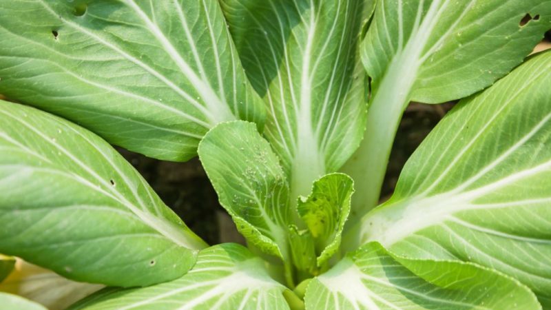 Kale: photo, description of varieties, collection technology