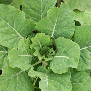 Kale: photo, description of varieties, collection technology