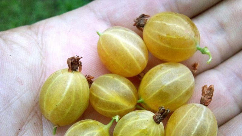 Early ripe gooseberry variety Dzintars Kursu