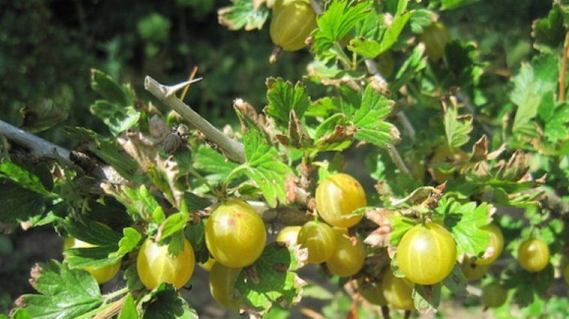 Early ripe gooseberry variety Dzintars Kursu
