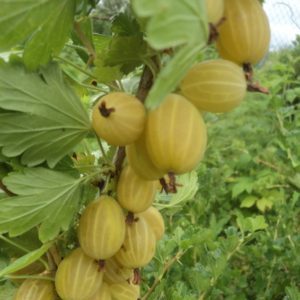 Early ripe gooseberry variety Dzintars Kursu