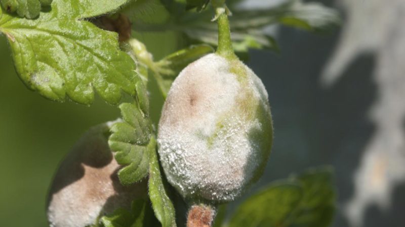 How can you process gooseberries from white bloom on berries and what is the reason for its appearance
