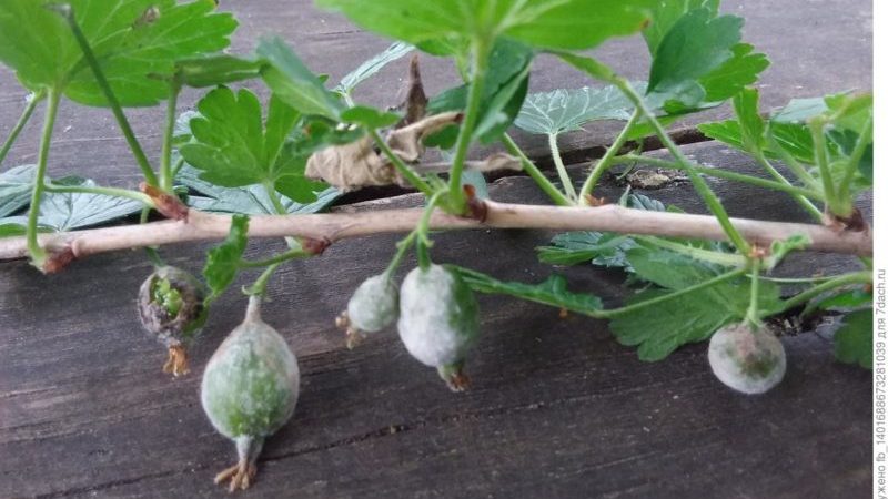 How can you process gooseberries from white bloom on berries and what is the reason for its appearance