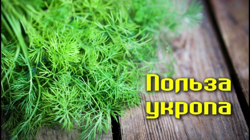 Incredible but true: the medicinal properties of dill are overwhelming