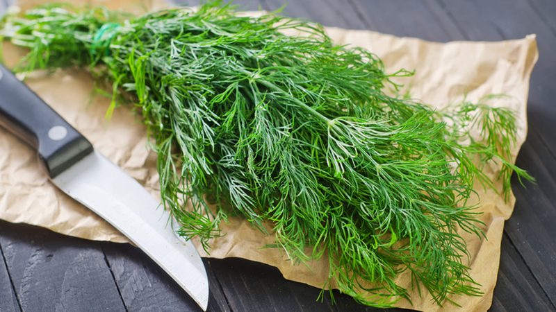 Incredible but true: the medicinal properties of dill are overwhelming