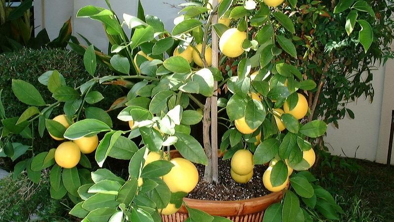 Orange variety of Meyer's lemon: description, advantages and disadvantages, cultivation features