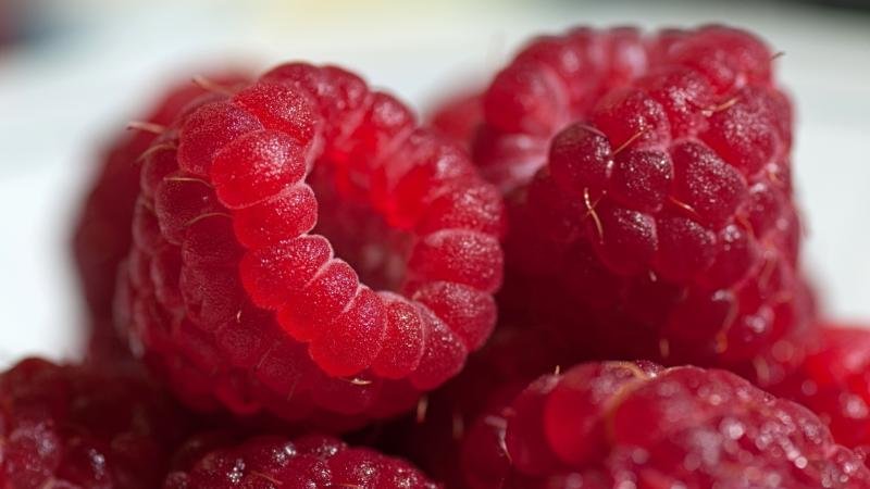 The best varieties of large-fruited raspberries