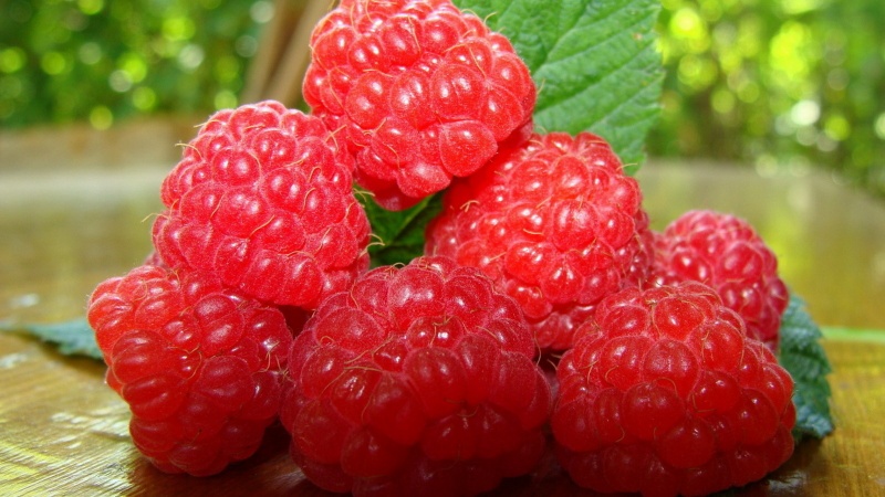 The best varieties of large-fruited raspberries