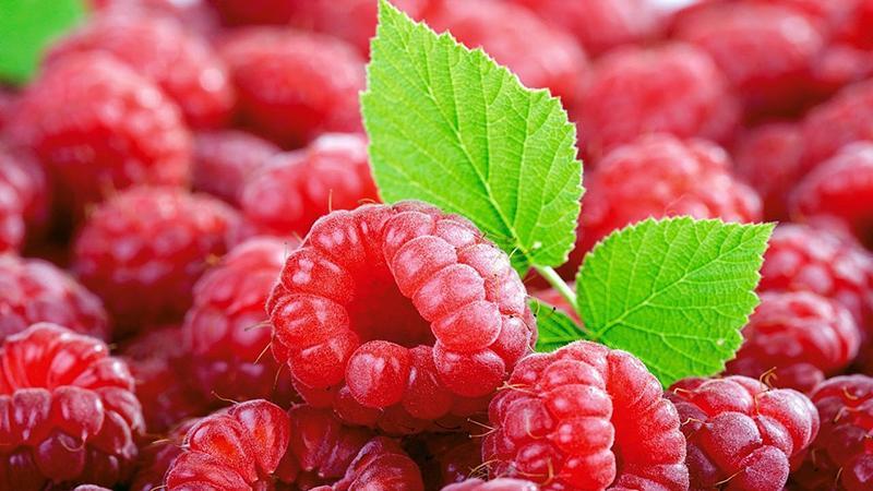 The best varieties of large-fruited raspberries