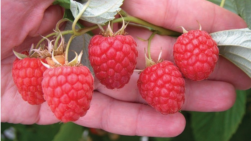 Raspberry varieties for the middle lane