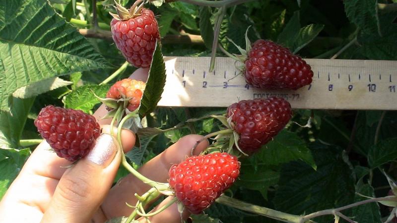 The best raspberry varieties for the Urals and the peculiarities of their cultivation