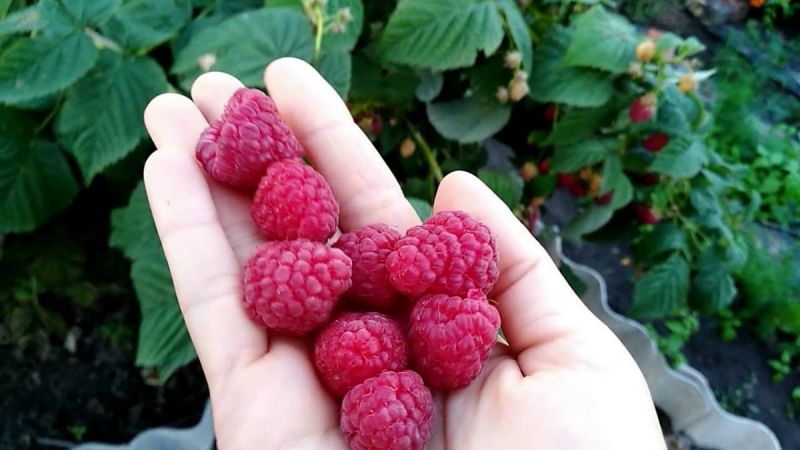 Raspberry varieties for the middle lane