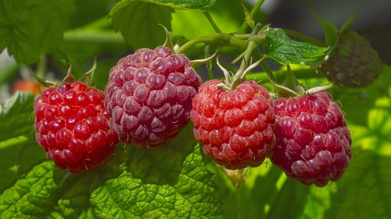 Raspberry varieties for the middle lane