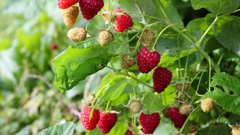 The best varieties of remontant raspberries for the Moscow region