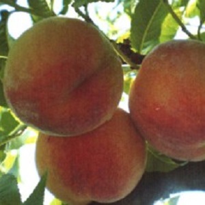 The best peach varieties for the Moscow region
