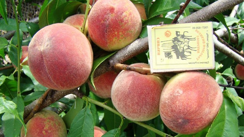 The best peach varieties for the Moscow region