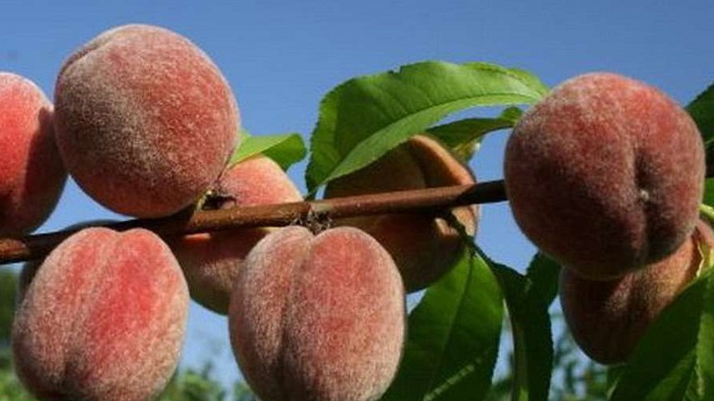 The best peach varieties for the Moscow region