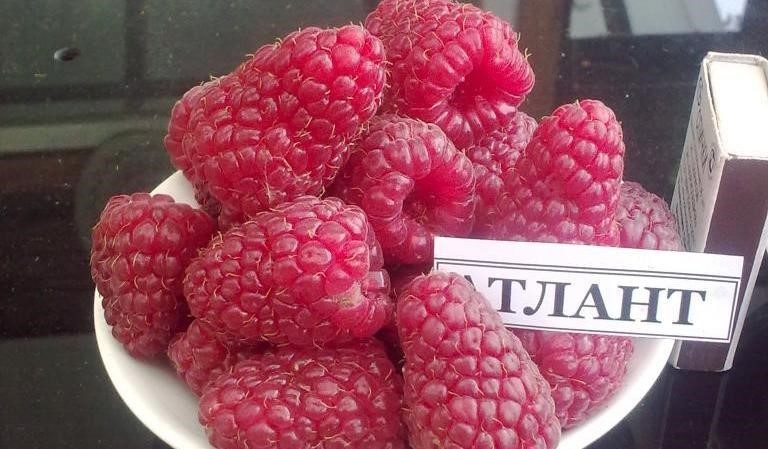 The best varieties of large-fruited raspberries