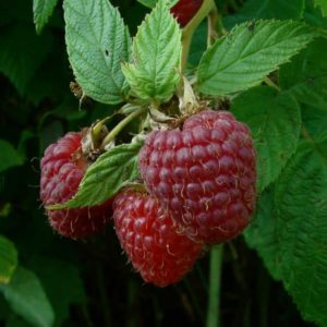 The best varieties of large-fruited raspberries